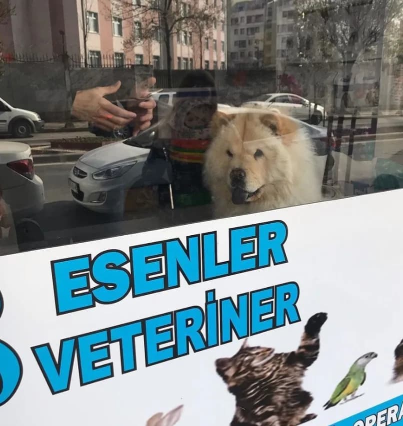 Esenler Veteriner Kliniği (2)