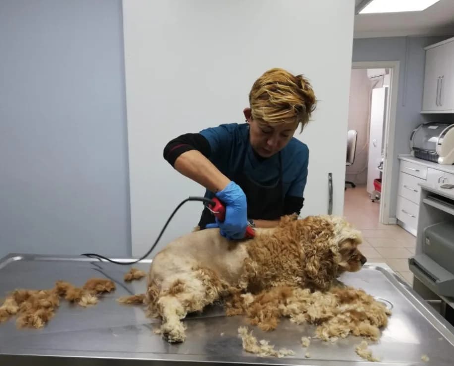 Beykent Veteriner Kliniği