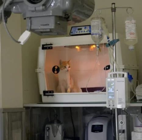 Pet Address Veteriner Kliniği