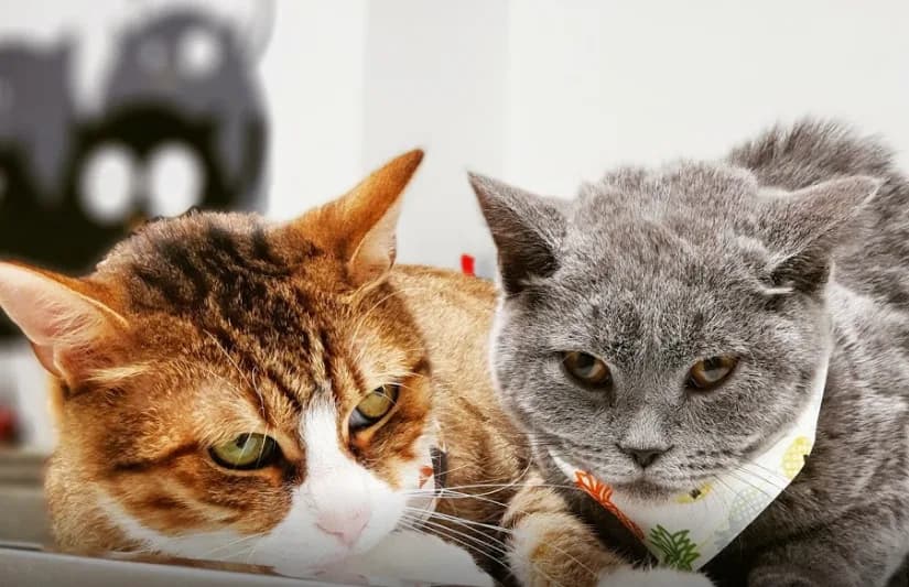 CITYPET Veteriner Kliniği