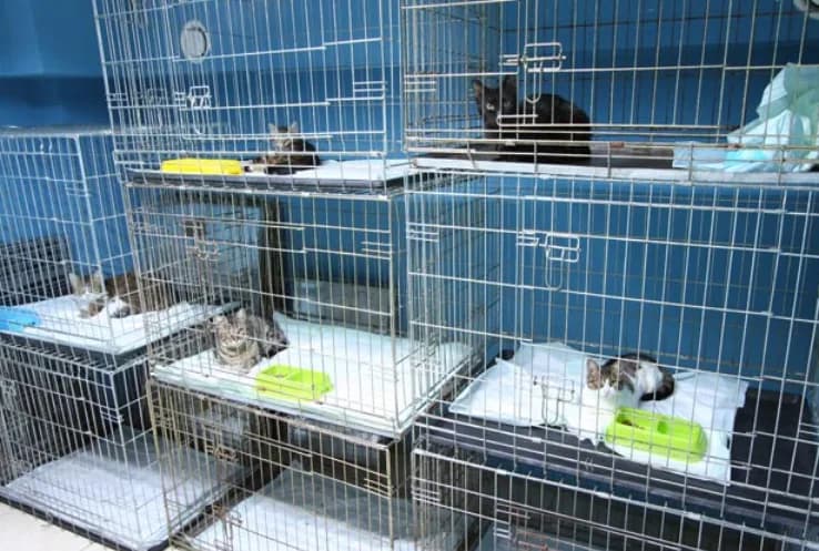 Myvet Veteriner Kliniği