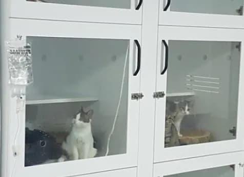 Çekmeköy Veteriner Kliniği