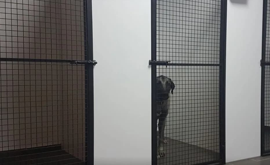 Çekmeköy Veteriner Kliniği