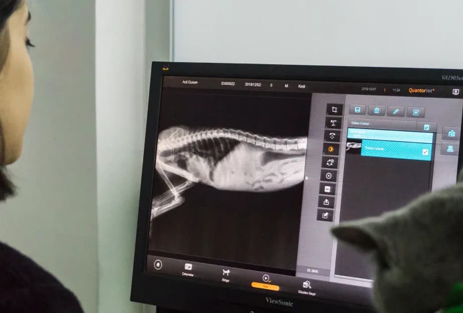 Fatih Veteriner Kliniği