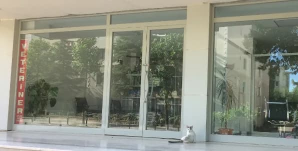 Angi Veteriner Kliniği